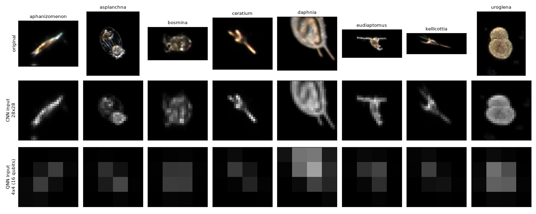 Eight plankton taxa shown as original images, as 28x28 CNN inputs, and as the 4x4 inputs encoded into the 16-qubit circuit