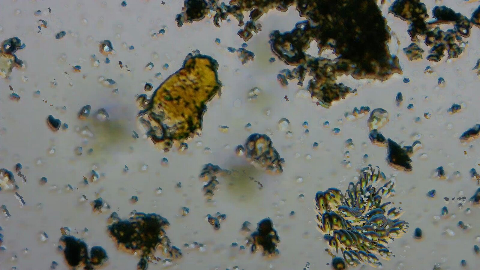 A ZIT composite of plankton under a microscope, with one animal repeated along its path